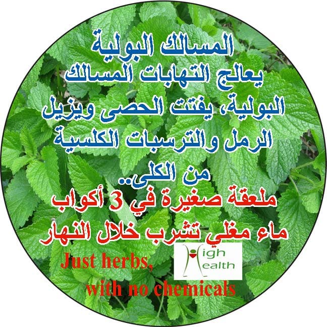 المسالك البولية